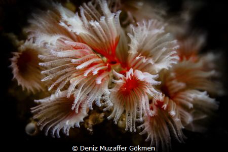 that's flowers for all womens by Deniz Muzaffer Gökmen 