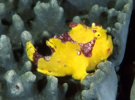 Yellow Frog: Nikon F90x, 105macro, Two strobo TTL Indonesia by Marchione Giacomo 