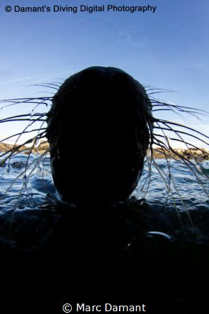 A face full of whiskers on the surface just off Norris Ro... by Marc Damant 