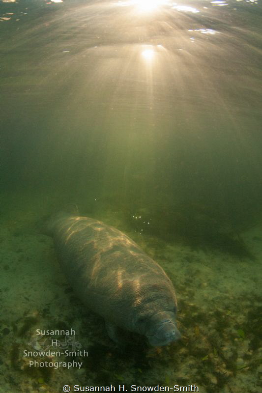 "Sleeping In"

A manatee is bathed in sunrise light ray... by Susannah H. Snowden-Smith 