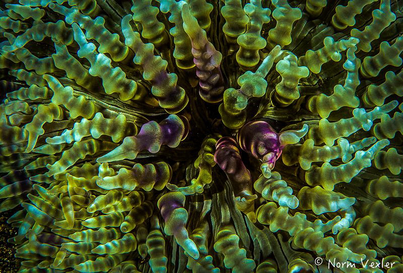 Ocean Art from Anilao by Norm Vexler 