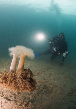 Plumose anemones with diver.Devon.
10.5mm. by Derek Haslam 