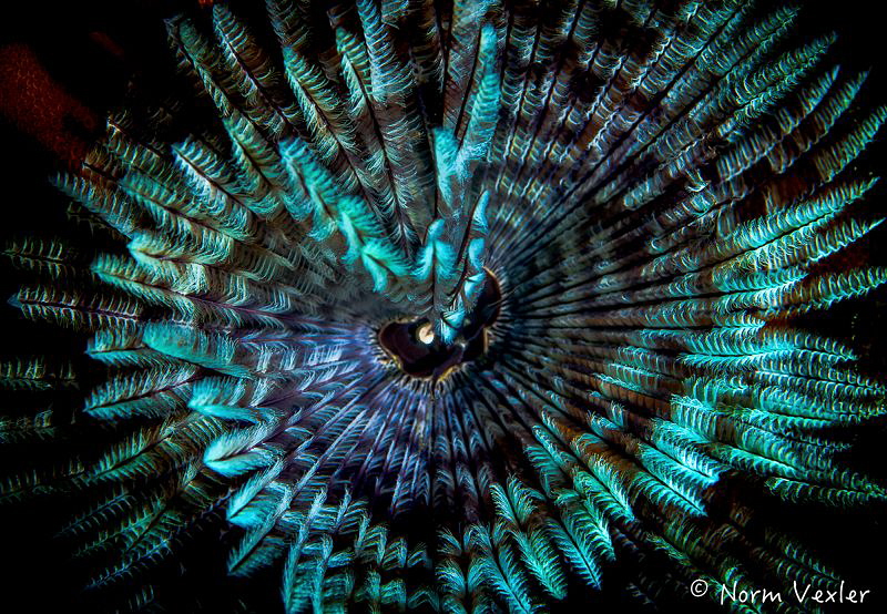 Ocean Art from Raja Ampat by Norm Vexler 
