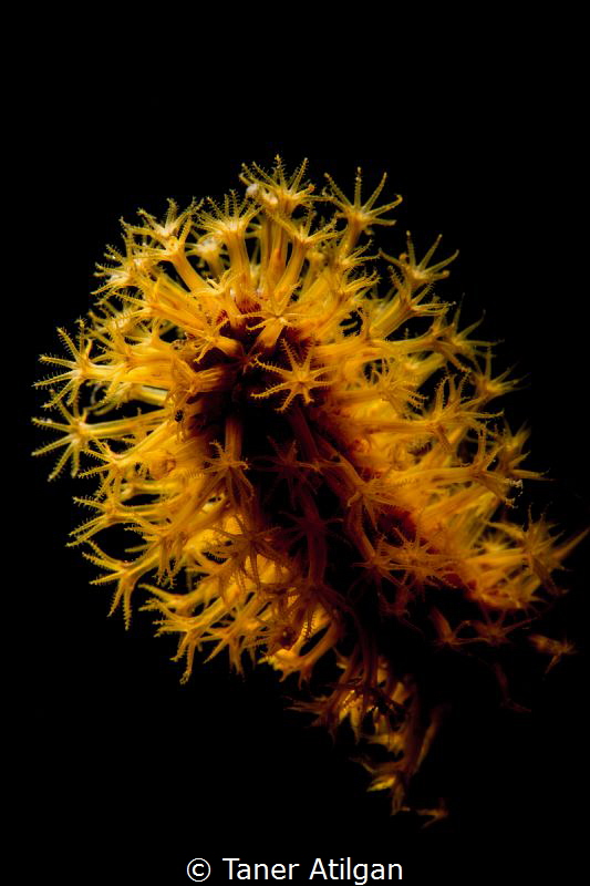 Backlit seapen by Taner Atilgan 
