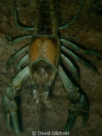 Crayfish sp. Niagara River. While doing a first dive of t... by David Gilchrist 