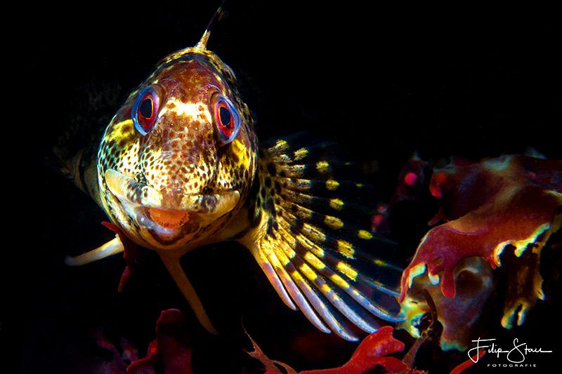 Shanny (Lipophrys pholis),  is a species of combtooth ble... by Filip Staes 
