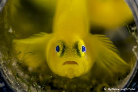 Yellow goby in the bottle by Raffaele Livornese 
