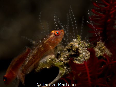 PEARL GARDEN, a pair of gobys with their eggs. Bali April... by James Martelin 