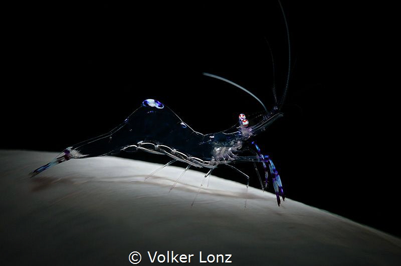 hrimp on anemone by Volker Lonz 