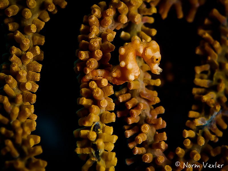 Denise's Pygmy Seahorse by Norm Vexler 