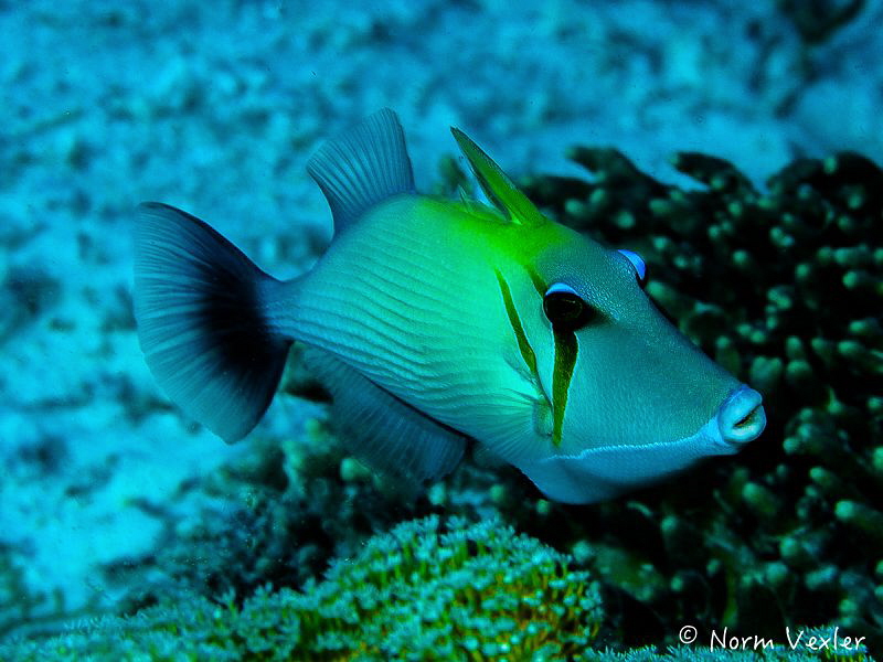 Scythe Triggerfish by Norm Vexler 