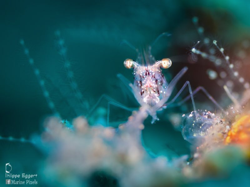 Shrimping light games by Philippe Eggert 