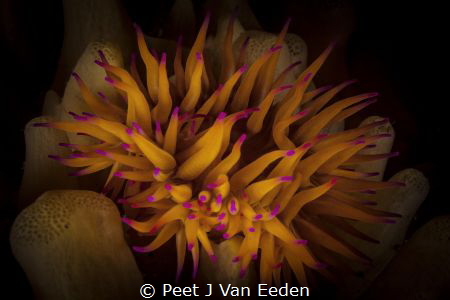 Neon tips by Peet J Van Eeden 