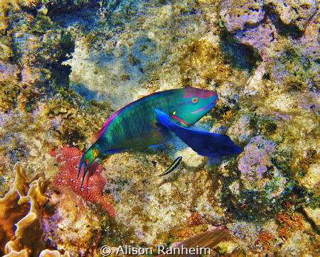 West Bay, Roatan by Alison Ranheim 