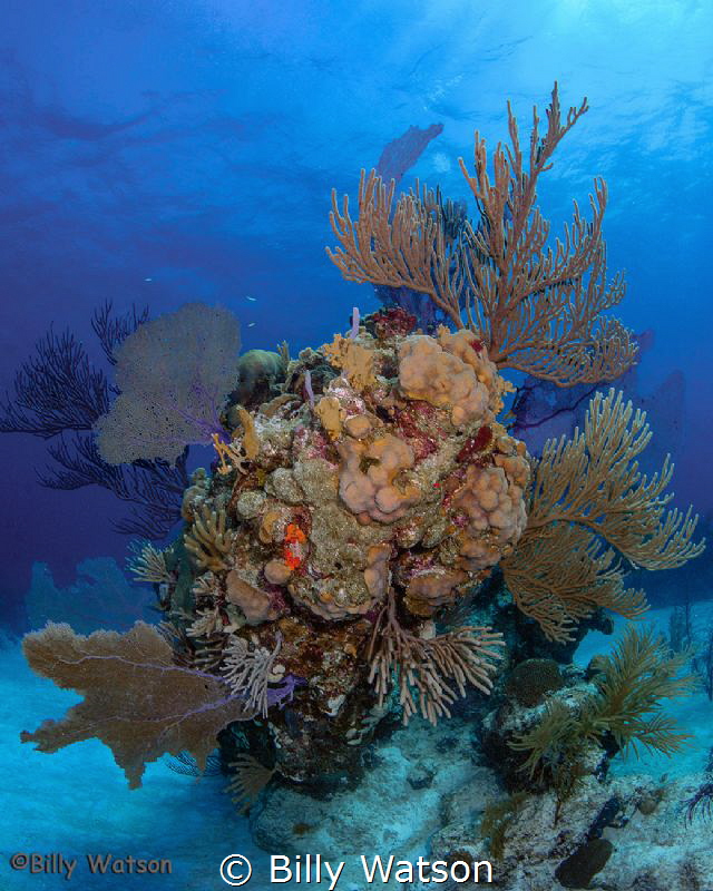 Intricate coral stands, snow white sand and crazy clear w... by Billy Watson 