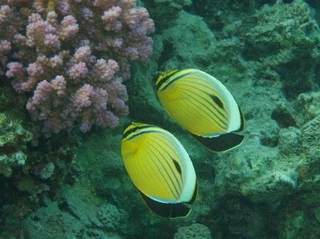 Photo was taken with an Olympus C60 at Sharks bay - Exqui... by Anel Van Veelen 