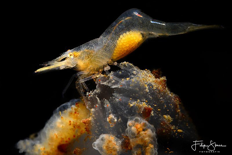 Pregnant Chamaeleon prawn(Hippolyte varians Leach), Zeela... by Filip Staes 