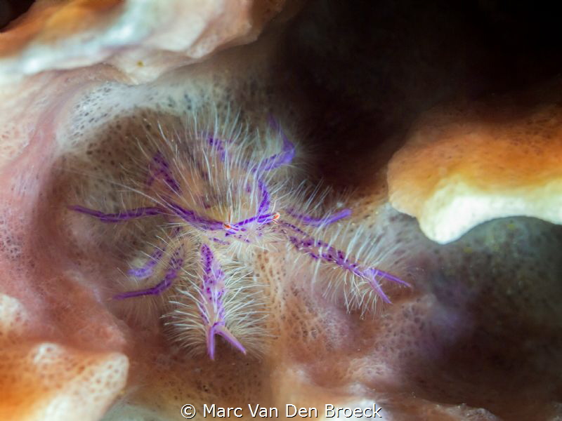 disco by Marc Van Den Broeck 