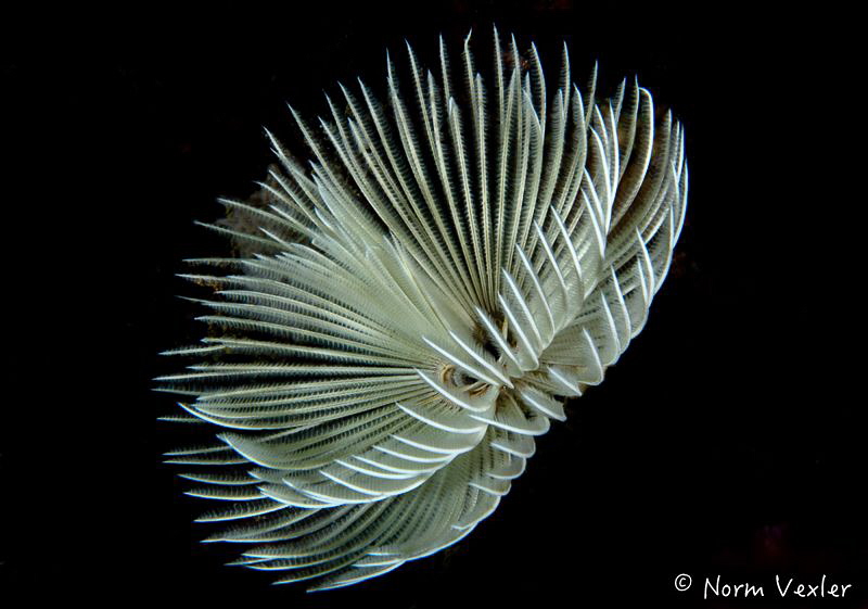 Ocean Art 3 by Norm Vexler 