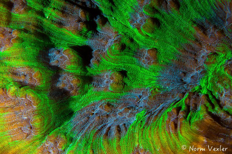 Ocean Art 4 by Norm Vexler 