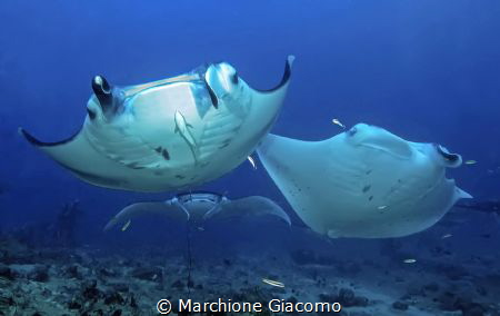 Dharavandhoo. Maldives
manta ray
Nikon D800E , two strobo by Marchione Giacomo 