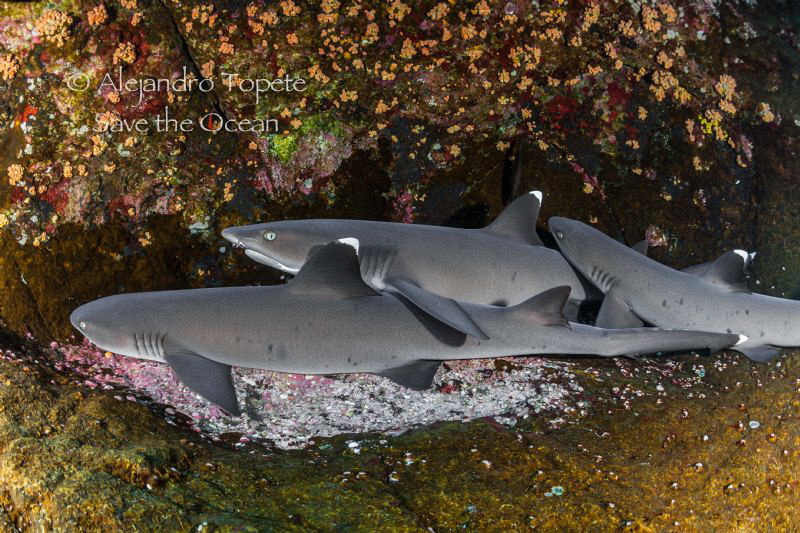 Sleeping Sharks, Roca Partida México by Alejandro Topete 