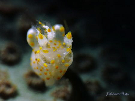 Alien
(Thecacera sp.)
@Keelung, Taiwan by Julian Hsu 