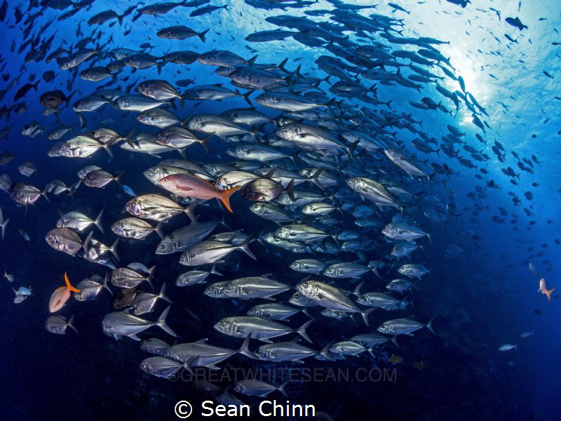 School of Roca by Sean Chinn 