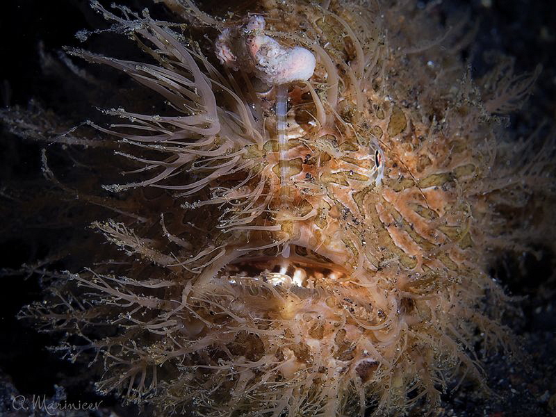 Hairy Frogfish by Aleksandr Marinicev 