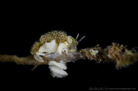 E G G S ! ! 
Nudibranch laying eggs (Doto ussi/Dotidae)
... by Irwin Ang 