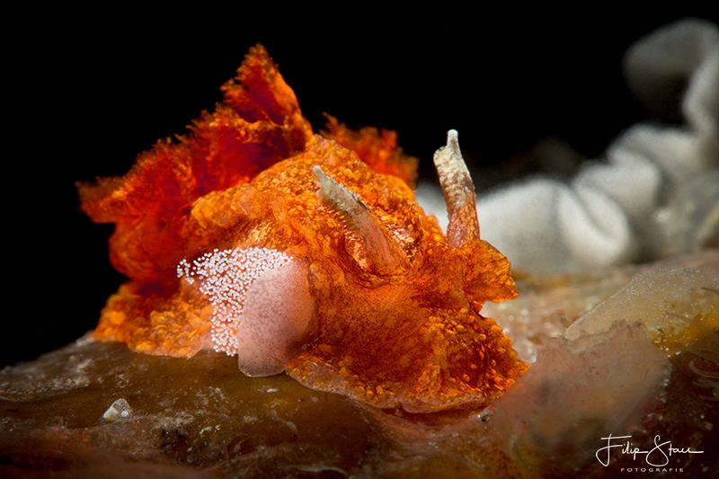 The beginning of new life (Goniodoris castanea), Zeeland,... by Filip Staes 