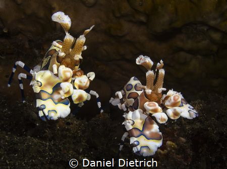 beautiful shrimps by Daniel Dietrich 