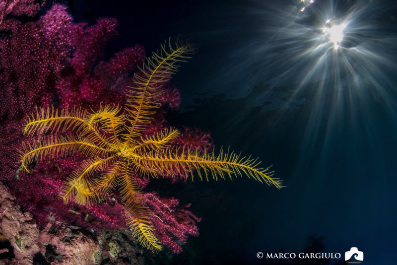 Yellow crinoid by Marco Gargiulo 