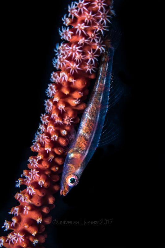 Bryaninops yongei
"Goby with White Polps" by Wayne Jones 