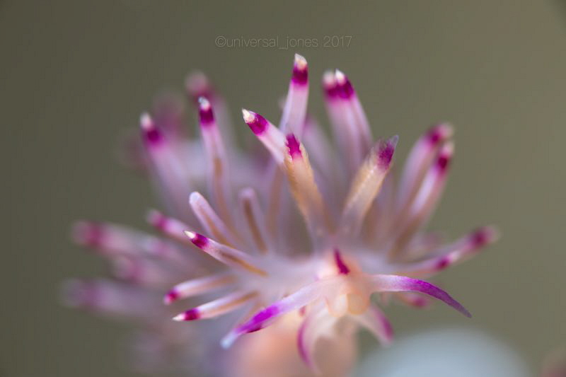 Flabellina rubrolineata
"Soft Hue" by Wayne Jones 