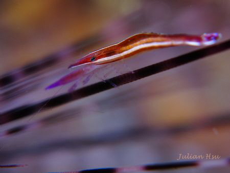 Urchin Shrimp (Stegopontonia commensalis)
@Northeast Coa... by Julian Hsu 