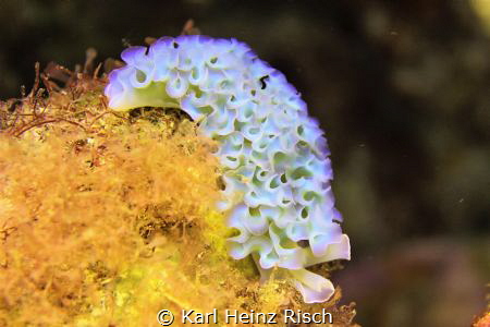 Elysia crispata - Blumenkohl-Sackzungenschnecke - Curaçao by Karl Heinz Risch 