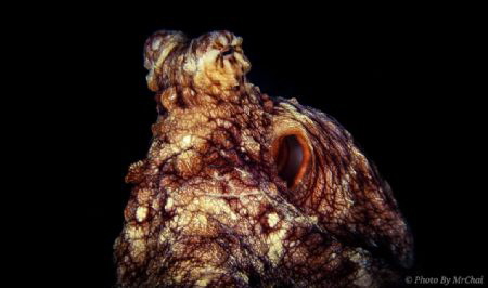 octopus (octopoda)
mataking island sabah semporna
Shutt... by Mr Chai 