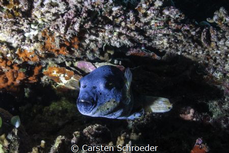 Coral with fish by Carsten Schroeder 