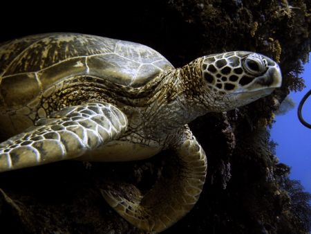 Young Green Tutle at Sipadan by Alex Lim 