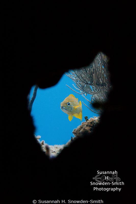 "Peek-A-Boo!"
A French grunt is framed as it peers out t... by Susannah H. Snowden-Smith 