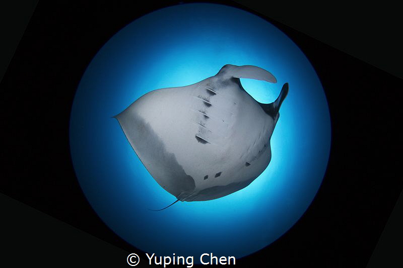 Solo Dance/Manta Ray/Raja Ampat,Indonesia, Canon 5D MarkI... by Yuping Chen 