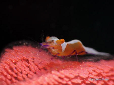 Walking on Bubbles
(Periclimenes imperator on nudi egg r... by Julian Hsu 