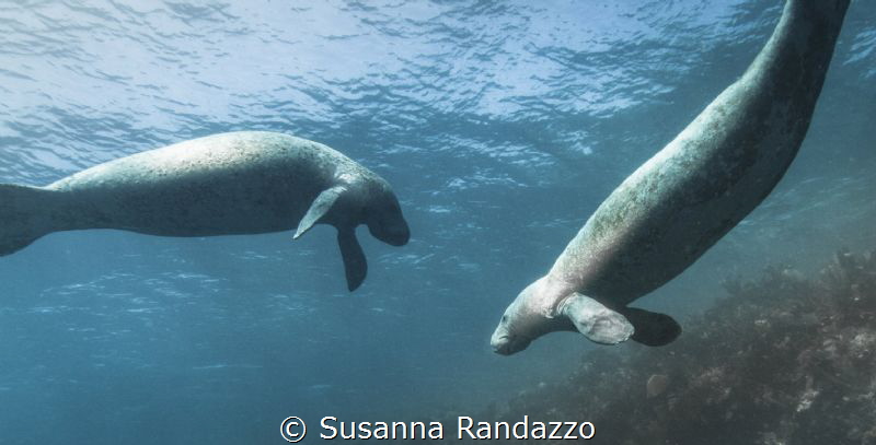 manatees by Susanna Randazzo 