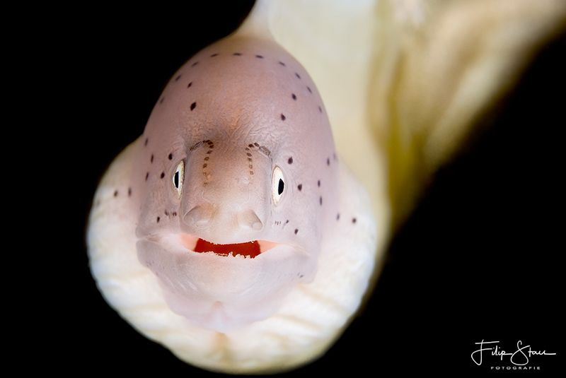 Peppered moray (Siderea grise), Dahab, Egypt. by Filip Staes 