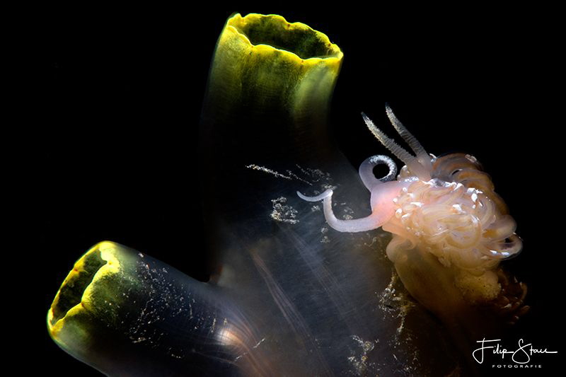 Facelina bostoniensis, Zeeland, The Netherlands. by Filip Staes 