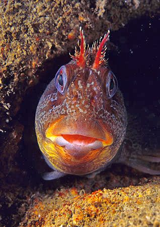 The photographer's favourite - tompot blenny.
James Eaga... by Mark Thomas 