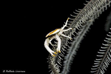 crinoid galathea portrait by Raffaele Livornese 
