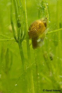 Little snail by David Ferreira 