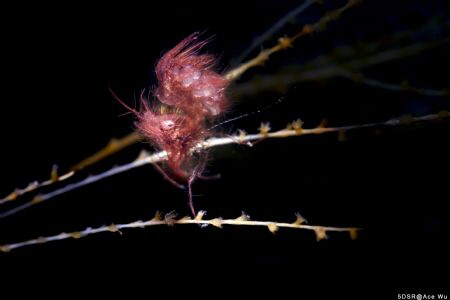Stand
Location :Lembeh Indonesias
Canon 5dsr
Canon EF ... by Yung Sen Wu 